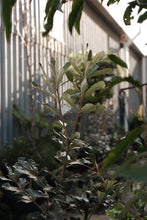 Load image into Gallery viewer, Banksia Integrifolia