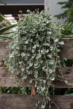 Load image into Gallery viewer, Dichondra 'silver Falls'