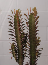 Load image into Gallery viewer, Euphorbia Trigona Red Devil 190mm