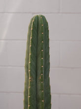 Load image into Gallery viewer, Echinopsis Pachanoi 190mm