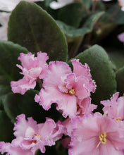 Load image into Gallery viewer, African Violet 105mm