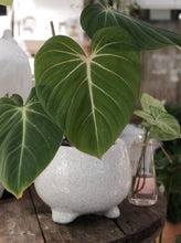 Load image into Gallery viewer, Philodendron Gloriosum 130mm