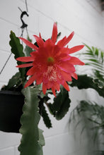 Load image into Gallery viewer, Epiphyllum 'showboat' Hb