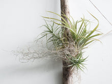 Load image into Gallery viewer, Driftwood Air Plant Creation
