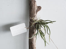 Load image into Gallery viewer, Driftwood Air Plant Creation