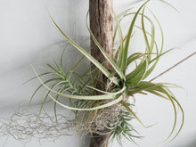 Load image into Gallery viewer, Driftwood Air Plant Creation
