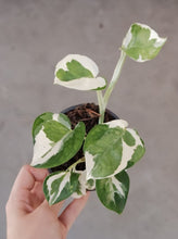 Load image into Gallery viewer, Epipremnum 'snow Queen'