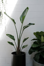 Load image into Gallery viewer, Strelitzia Nicolai 'bird Of Paradise'