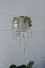 Load image into Gallery viewer, Senecio 'string Of Pearls'