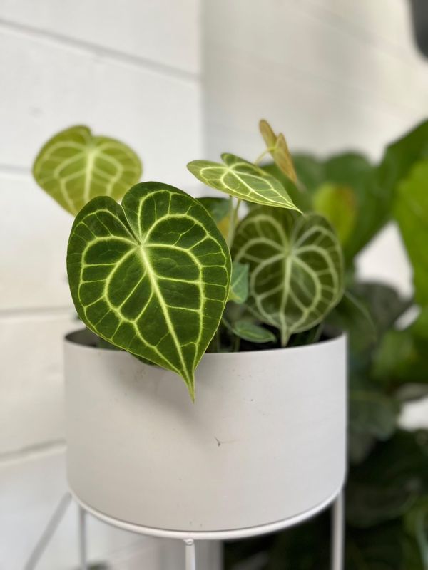 anthurium clarinervium buy australia Anthurium Clarinervium – Botanica Lane