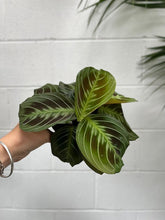 Load image into Gallery viewer, Maranta Black Vein 100mm