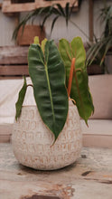 Load image into Gallery viewer, Philodendron Billietiae