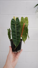 Load image into Gallery viewer, Philodendron Billietiae
