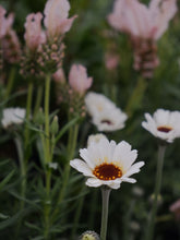 Load image into Gallery viewer, Rhodanthe 'white' 140mm