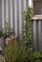 Load image into Gallery viewer, Hardenbergia 'white Out' 300mm