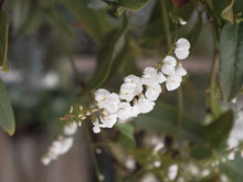 Load image into Gallery viewer, Hardenbergia 'white Out' 300mm