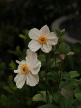 Load image into Gallery viewer, Anemone Dainty Swan 140mm