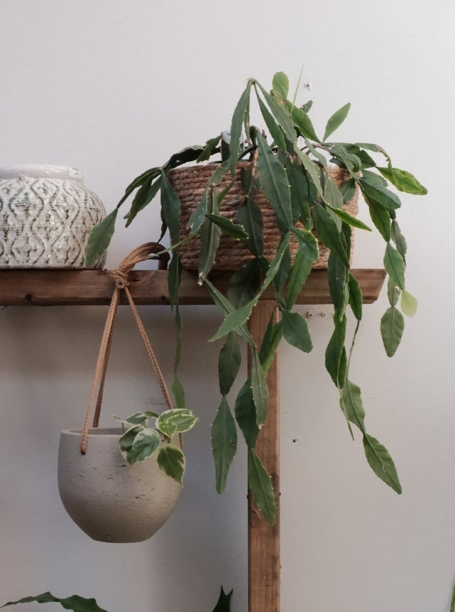 Rhipsalis Elliptica – Botanica Lane
