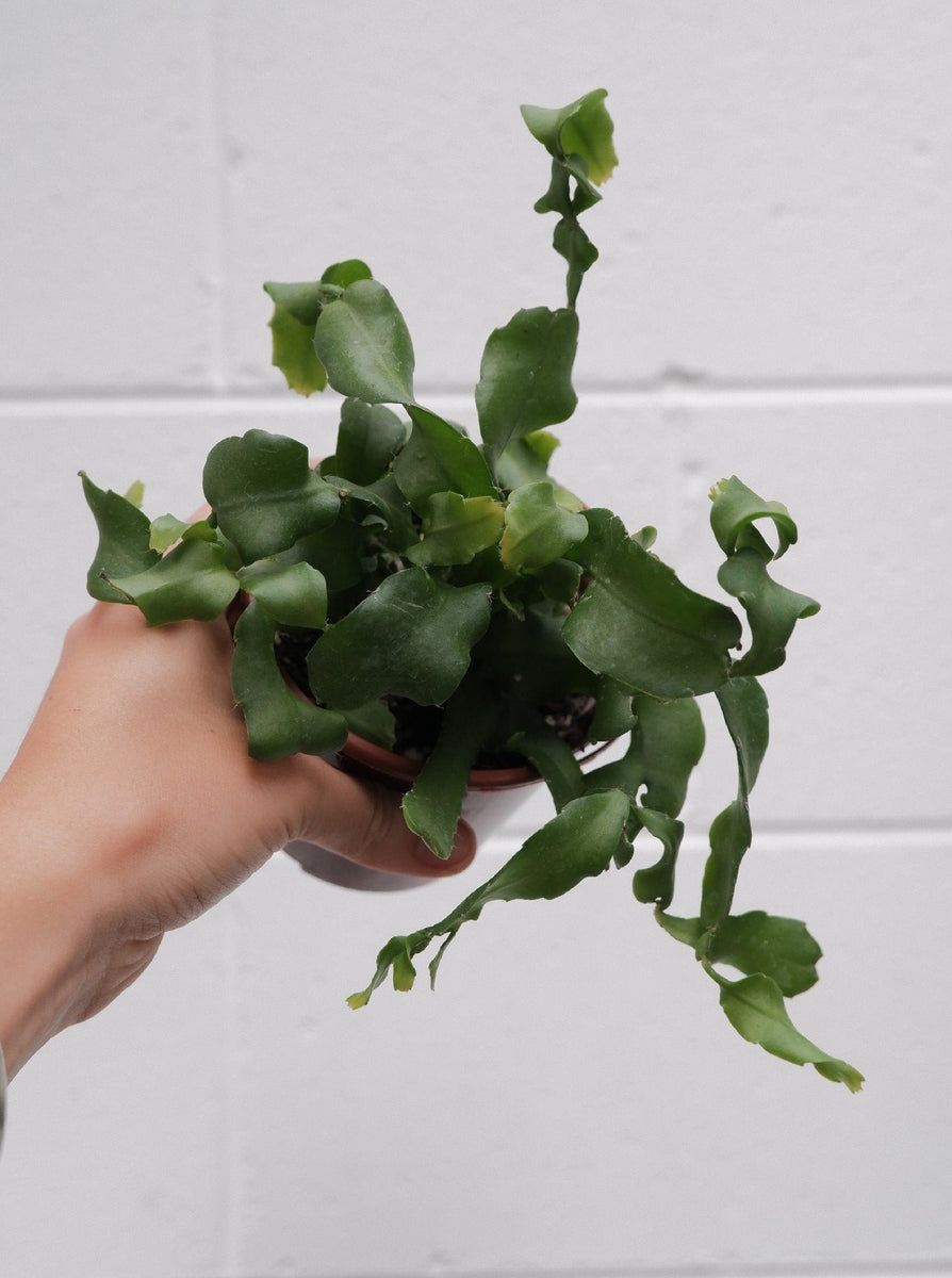curly sue succulent Epiphyllum 'curly Sue' – Botanica Lane