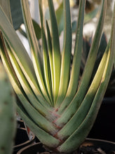 Load image into Gallery viewer, Aloe Plicitilis Fan Aloe 200mm