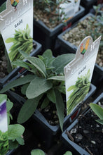 Load image into Gallery viewer, Sage