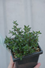 Load image into Gallery viewer, Thyme