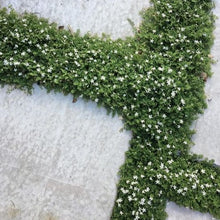 Load image into Gallery viewer, Pratia Pedunculata