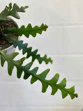 Load image into Gallery viewer, Selenicereus Anthonyanus 'ric Rac Cactus' 160mm