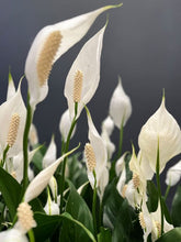 Load image into Gallery viewer, Spathphyllum 'peace Lilly'