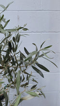 Load image into Gallery viewer, Olive 'kalamata Jumbo'