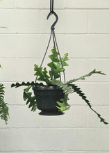 Load image into Gallery viewer, Selenicereus Anthonyanus 'ric Rac Cactus' 160mm