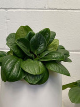 Load image into Gallery viewer, Peperomia Rana Verde