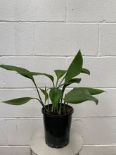 Load image into Gallery viewer, Caliphruria