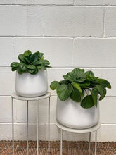 Load image into Gallery viewer, Peperomia Rana Verde