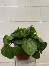 Load image into Gallery viewer, Peperomia Rana Verde