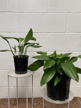 Load image into Gallery viewer, Caliphruria