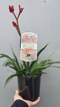 Load image into Gallery viewer, Kangaroo Paw 'red' 140mm
