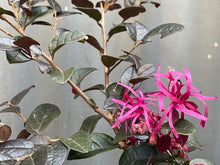 Load image into Gallery viewer, Loropetalum Chinensis