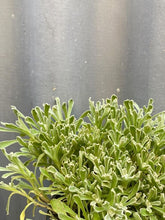 Load image into Gallery viewer, Chrysocephalum Apiculatum 150mm