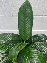 Load image into Gallery viewer, Spathiphyllum 'sensation'