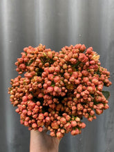 Load image into Gallery viewer, Kalanchoe Blossfeldiana