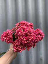 Load image into Gallery viewer, Kalanchoe Blossfeldiana