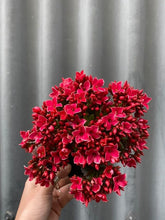 Load image into Gallery viewer, Kalanchoe Blossfeldiana