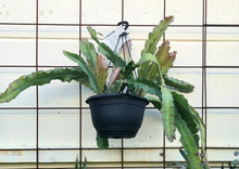 Load image into Gallery viewer, Epiphyllum 'showboat' Hb