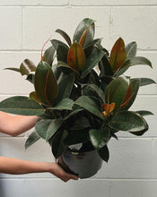 Load image into Gallery viewer, Ficus Elastica 'melany'