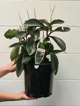 Load image into Gallery viewer, Peperomia Magnolifolia 200mm