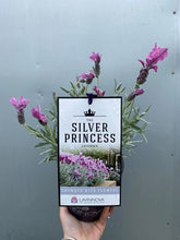 Load image into Gallery viewer, Lavender 'silver Princess' 140mm