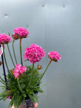 Load image into Gallery viewer, Dreameria 'daydream'