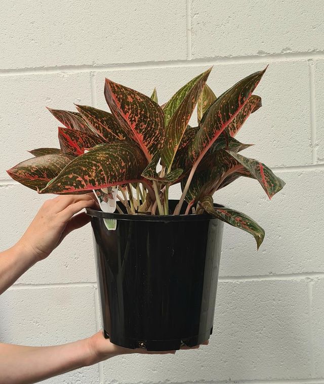 aglaonema red peacock Aglaonema 'red Peacock' 200mm – Botanica Lane
