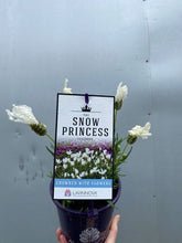 Load image into Gallery viewer, Lavender 'snow Princess' 140mm
